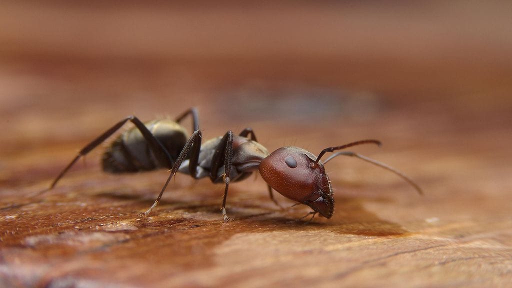 Muurahaishappoa esiintyy luonnostaan muurahaisissa, mutta sitä voidaan tuottaa myös kemiallisesti.