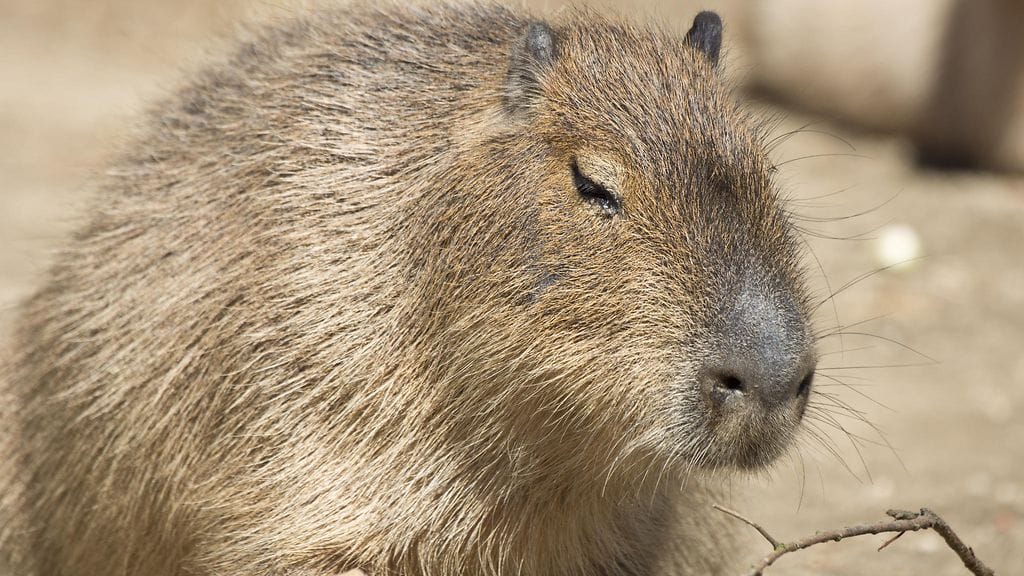 Kuvan vesisika ei liity tapaukseen.