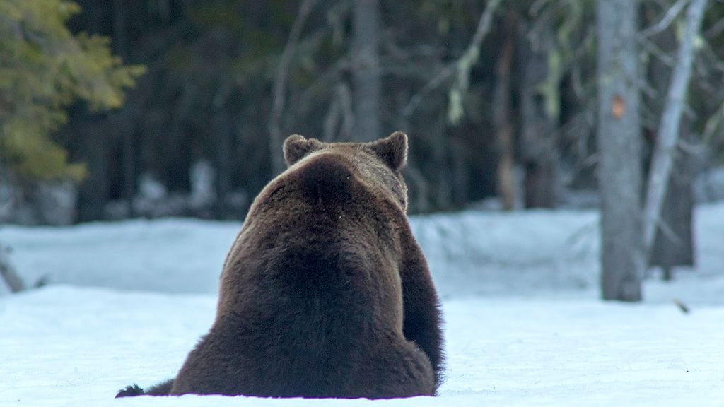 Tämä "mököttävä" karhu ikuistettiin Suomussalmella vuosi sitten huhtikuussa. Kuva: Sami Keränen.