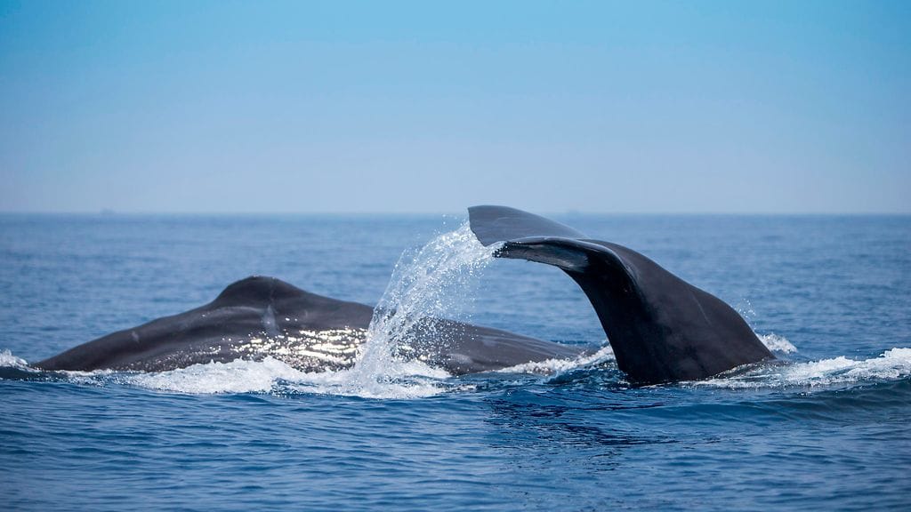 Kaskelotti tuottaa suolistossaan hyvin kaupaksi menevää ambraa.