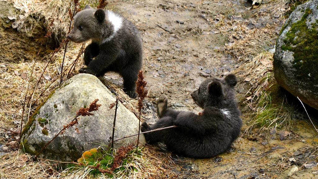 karhunpennut ähtäri