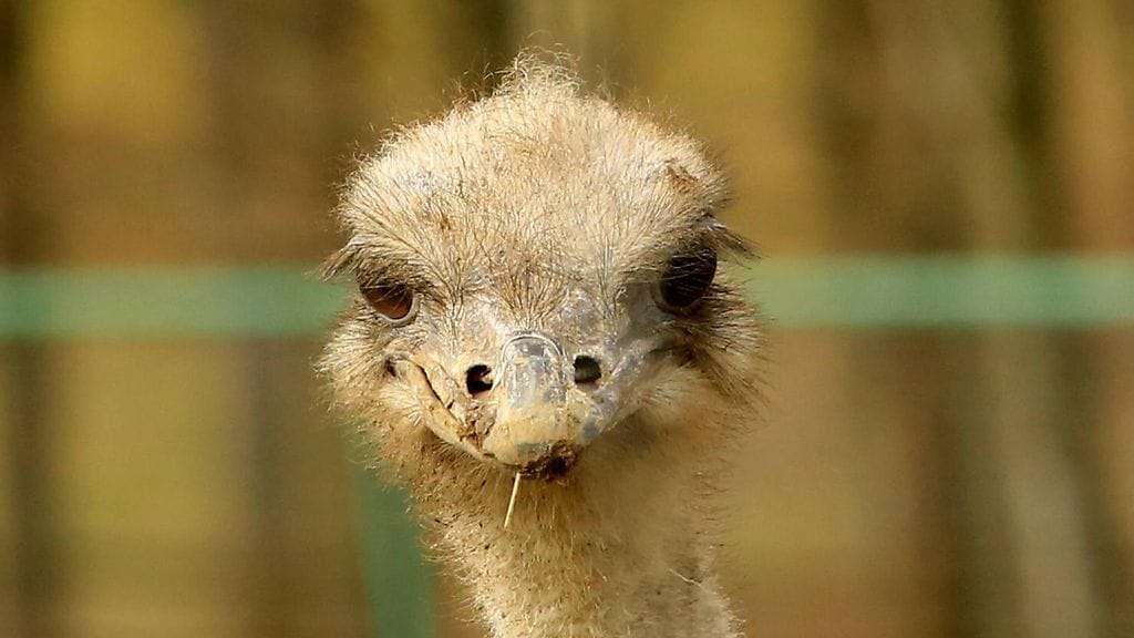 Poliisi uskoo, että sirkukseen kohdistuneen vapautusiskun takana oli kolme miestä ja yksi nainen. Kuvituskuva.