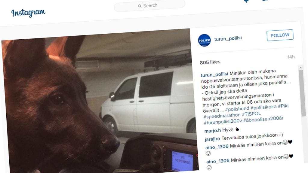 Piki-koira on mukana nopeusvalvontamaratonissa.