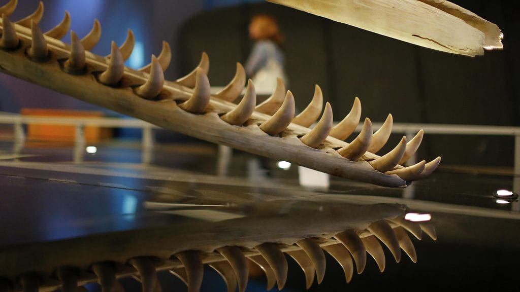 Löydetty tappajakaskelotin hammas on paljon suurempi kuin vielä valtamerissä elävän kaskelotin vastaava. Arkistokuvassa näkyy kaskelotin hammasrivistöä luonnontieteellisessä museossa Atlantassa.