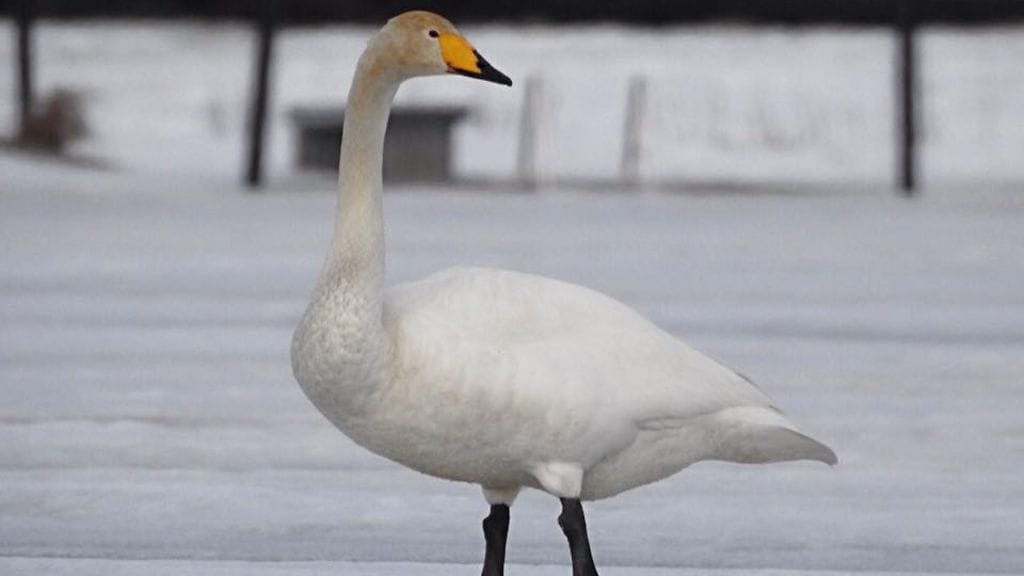 Tietoa kemiläisten julkkisjoutsenten liikkeistä vaihdetaan aktiivisesti paikallisessa Facebook-ryhmässä. Kuva: Irmeli Ruotsalainen.