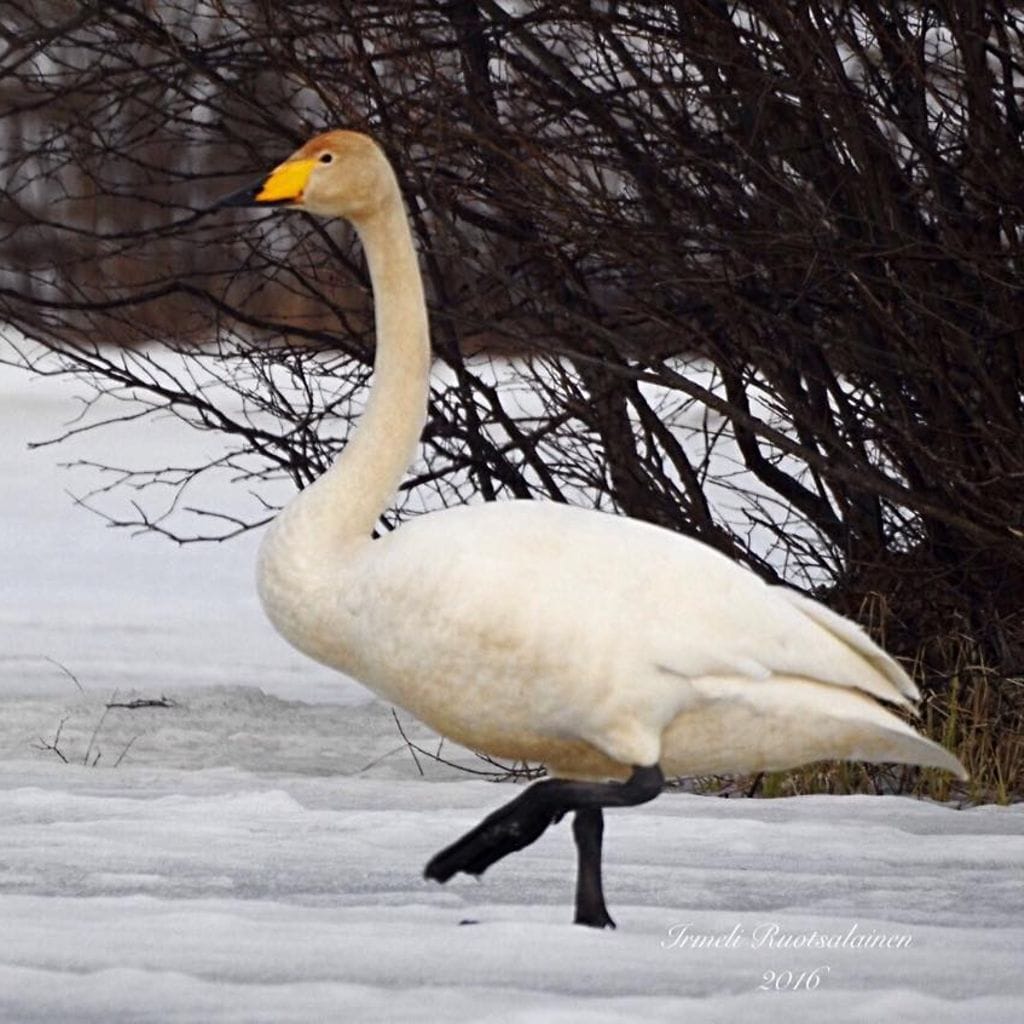 laulujoutsen kemissä 22.4