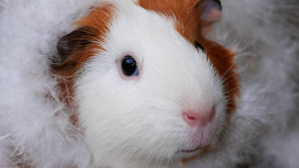 Marsu synnyttää yleensä 1-6 poikasta.