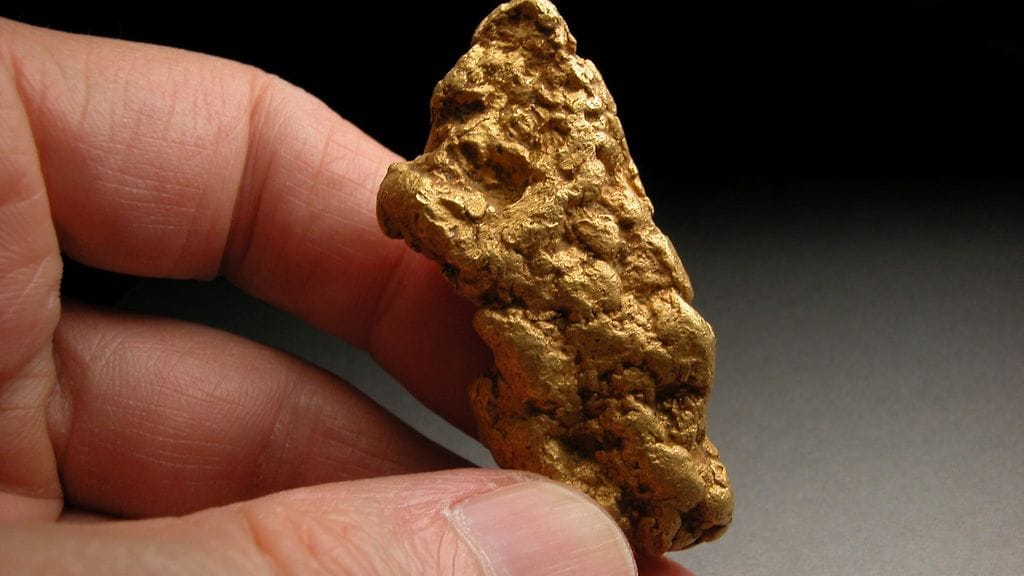 Karhu kultahippu Miessiltä Lapista kuva Kari A Kinnunen GTK