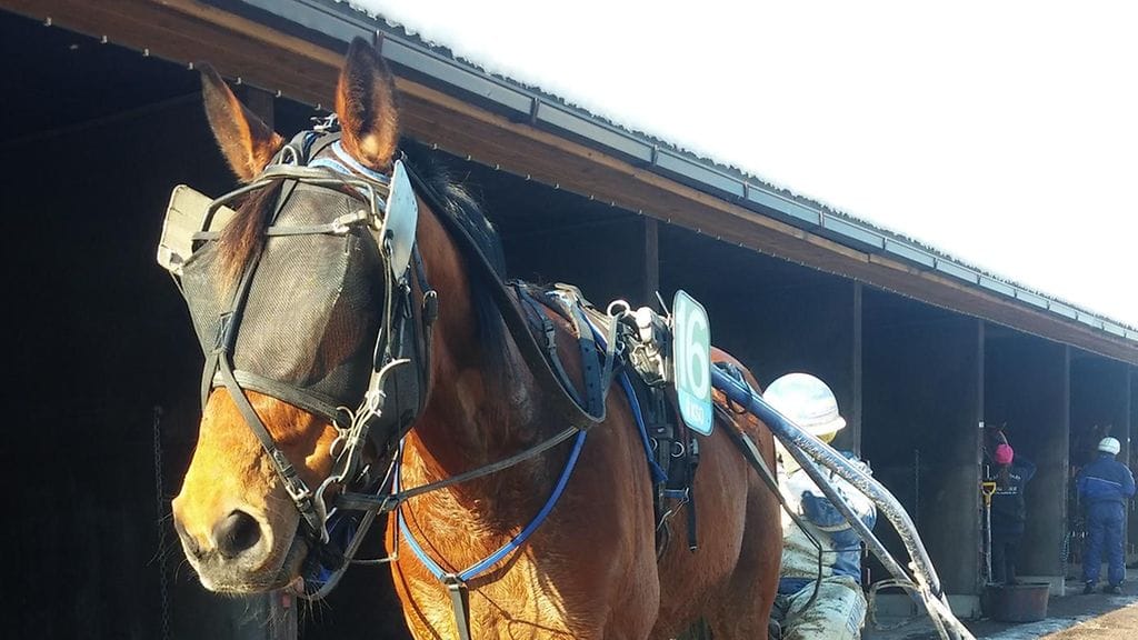 Saston ei paljoa stressannut kauden avaustaan Kouvolan Toto76-kierroksella. Valmentaja Pasi Tikkala ohjasti silloin.