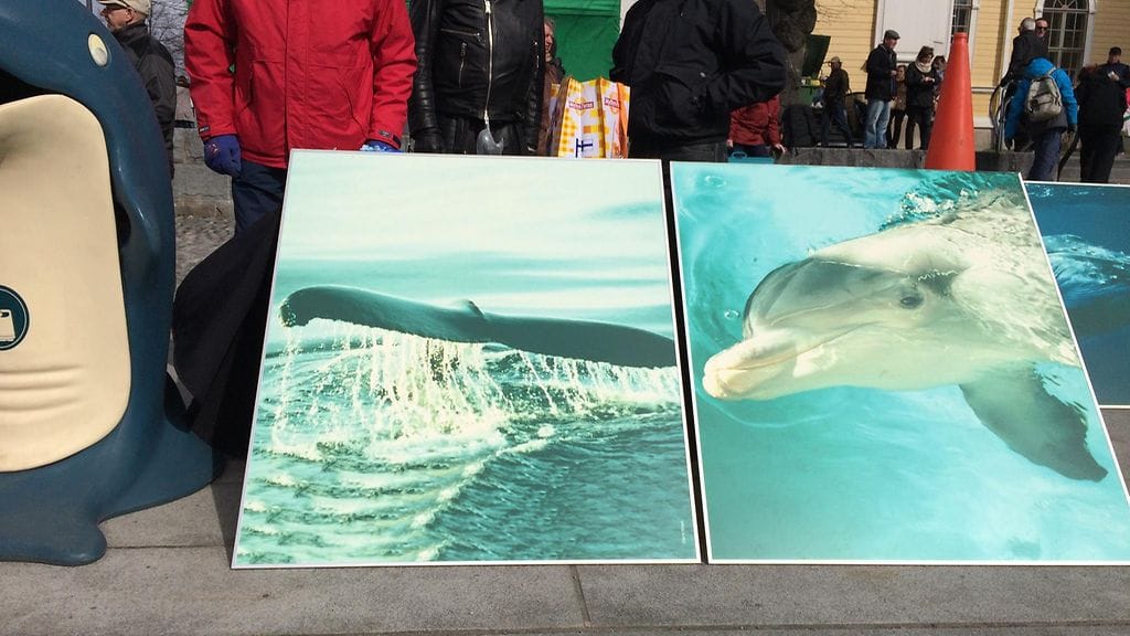 Delfinaarion tavaroiden huutokauppa, delfiinitauluja