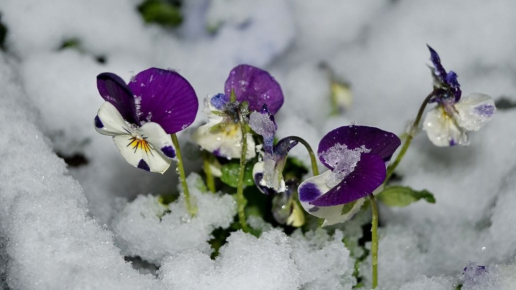 Lunta yöllä 25. huhtikuuta 2016 Forssassa. Kuva: Maarit Siitonen