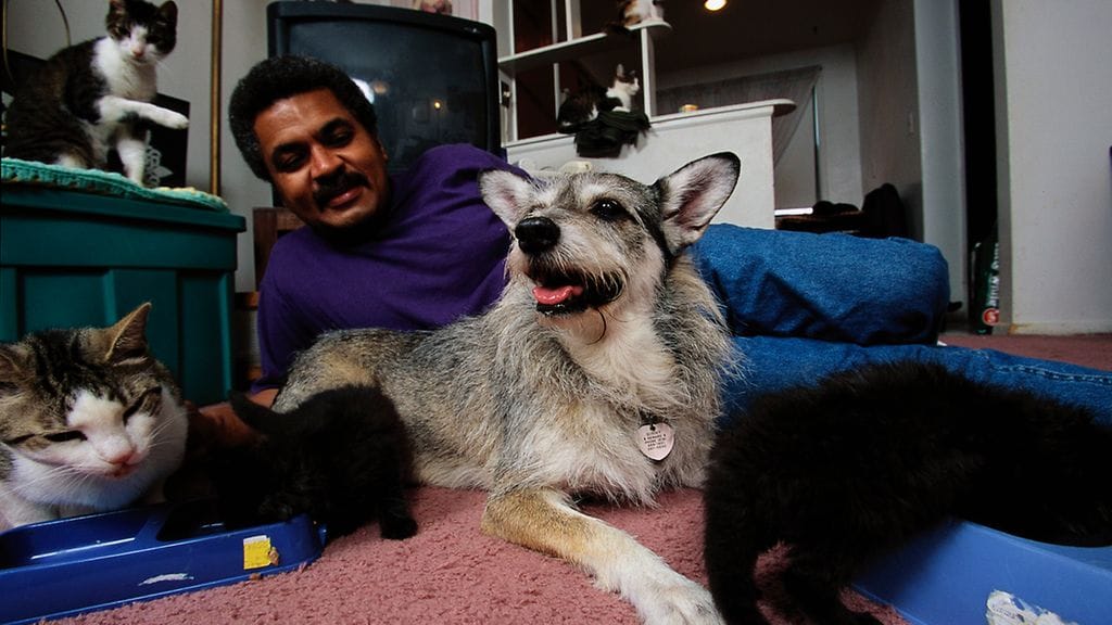 Ginny, joka pelastaa kissoja.