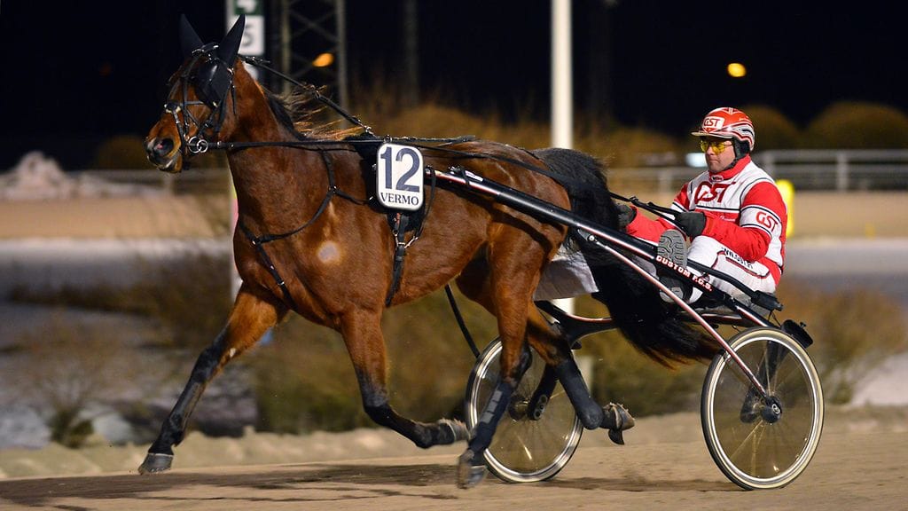 Quattro Tillyn isoveli Pascha Tilly (kuvassa) on toinen Jari Kinnusen tallin menestyshevosista.