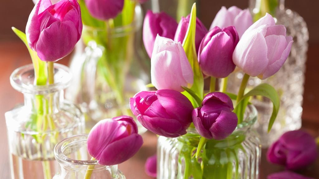 Tulppaanien elinkaari on noin viikko. Sitä voi kuitenkin yrittää pidentää tällä helpolla konstilla.