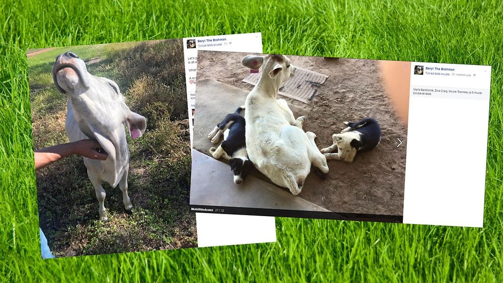 Tämä lehmä käyttäytyy lajilleen epätyypillisellä tavalla.