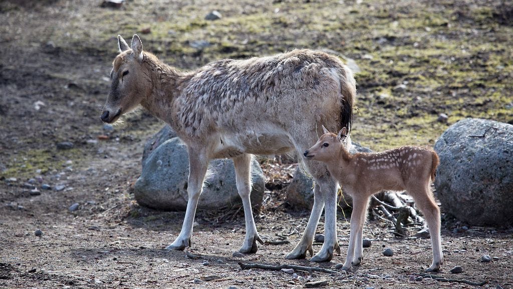 davidinhirvi Milu vasa 2