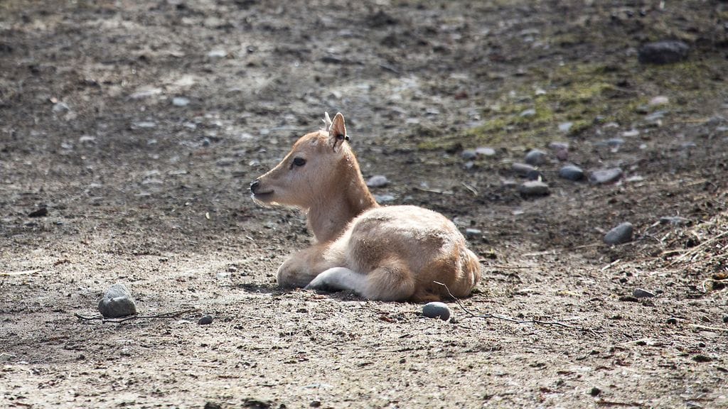 davidin hirvi Milu 4