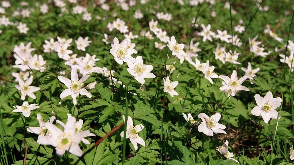 Euroopan keskipitkien sääennusteiden keskus ennakoi toukokuun alkupuoliskosta keskimääräistä lämpimämpää maan etelä- ja keskiosaan.