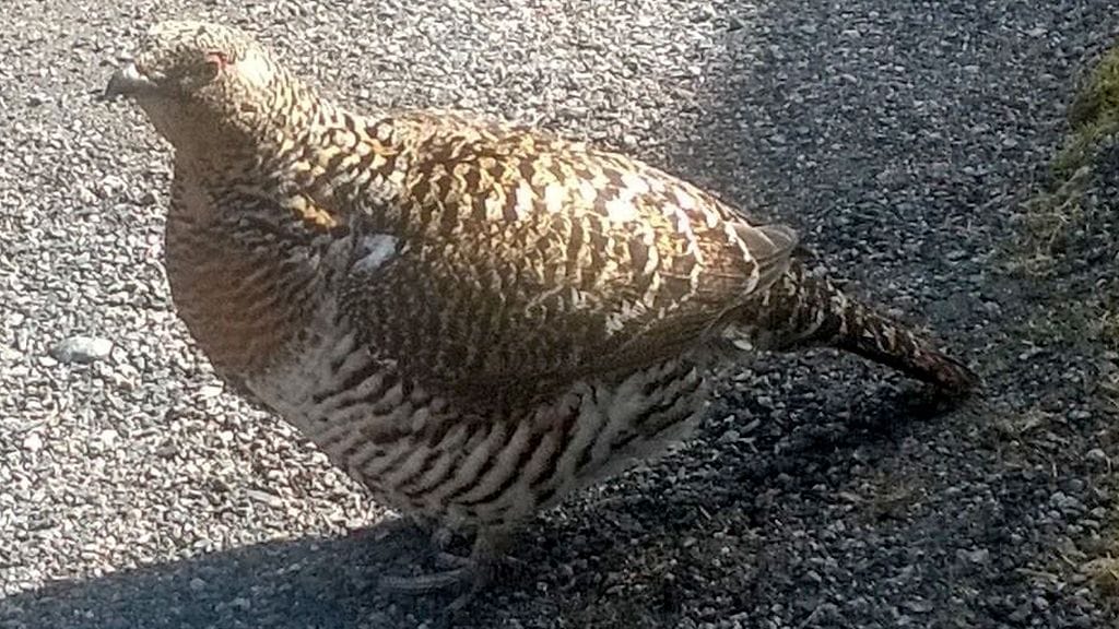 Lukijan-kuva-koppelo-1