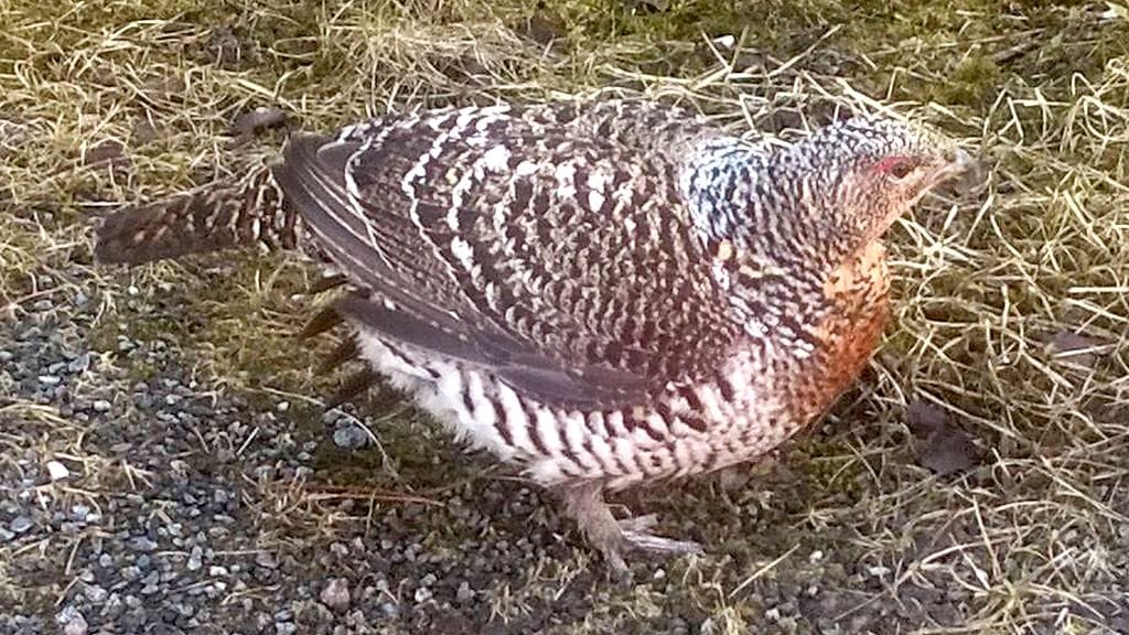 Lukijan-kuva-koppelo-2