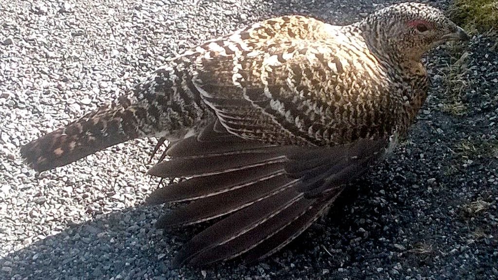 Tomi-Petteri Aallon kuvaama koppelo oli painautunut paritteluasentoon, arvelee asiantuntija.