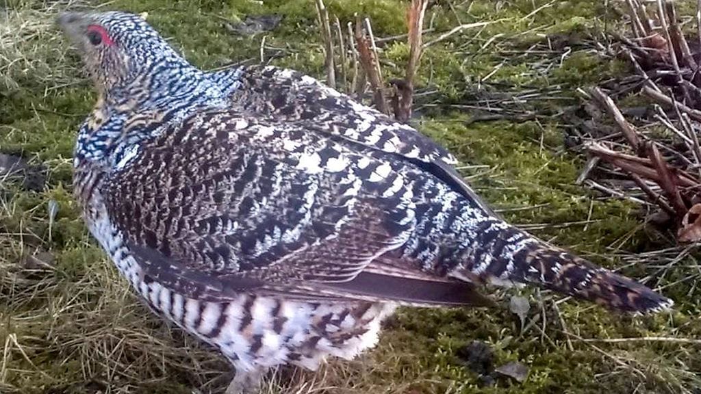 Lukijan-kuva-koppelo-4