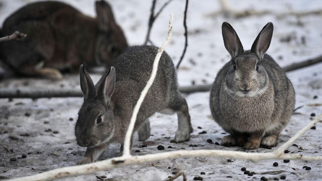 Citykaneja Töölönlahdella Helsingissä helmikuussa 2009.