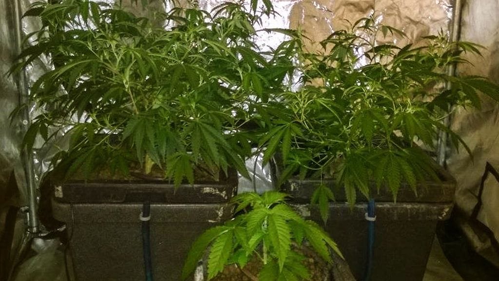 Kannabiksen laajamittainen myynti paljastui Hämeessä 2