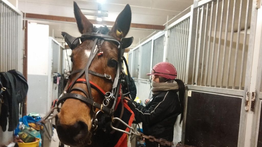 Winter's Snowman on tuttu vieras Vermossa. Kuvassa valjastaa hoitaja Emma Paakkinen.