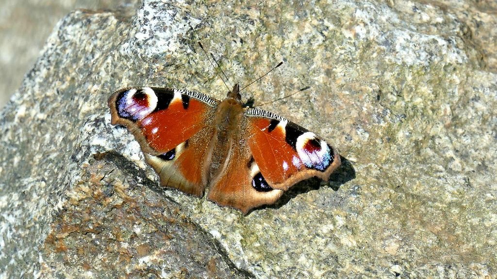 Perhonen auringossa Porissa 28. huhtikuuta 2016. Porissa päivän korkein lämpötila on ollut 14 asteen tienoilla. Kuva: Matti Nurmi