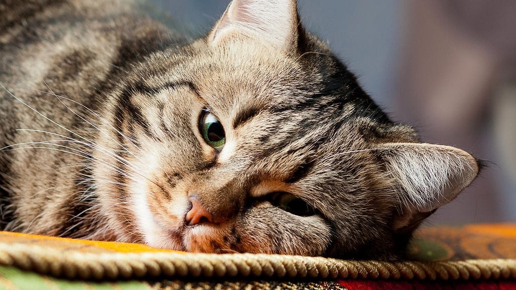 Kissoista voi olla yllättäviäkin terveyshyötyjä.