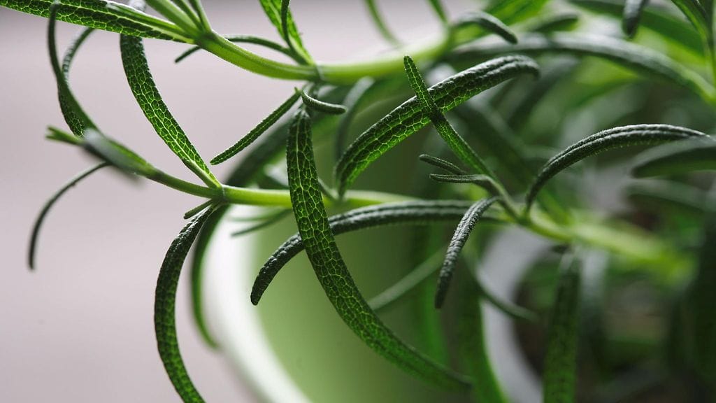 Rosmariinin eteeriset öljyt voivat auttaa muistamaan paremmin.