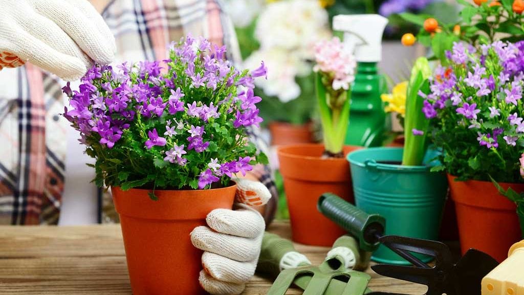 Kesäkukat vaativat runsaasti lannoitusta koko kesän ajan.