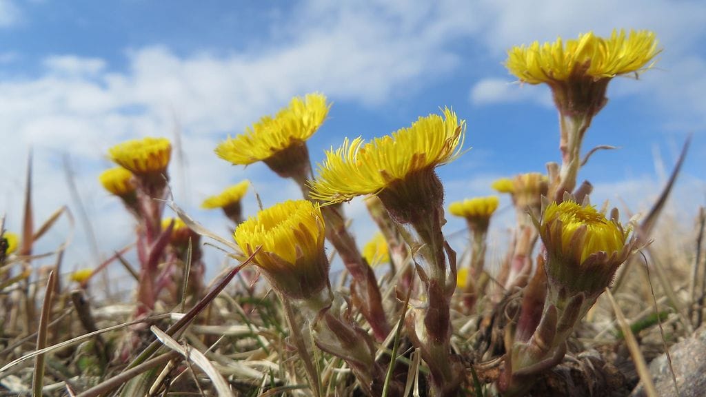 Leskenlehtiä 24. huhtikuuta 2016. Kuva: Jaana Mäkelä, Ullava