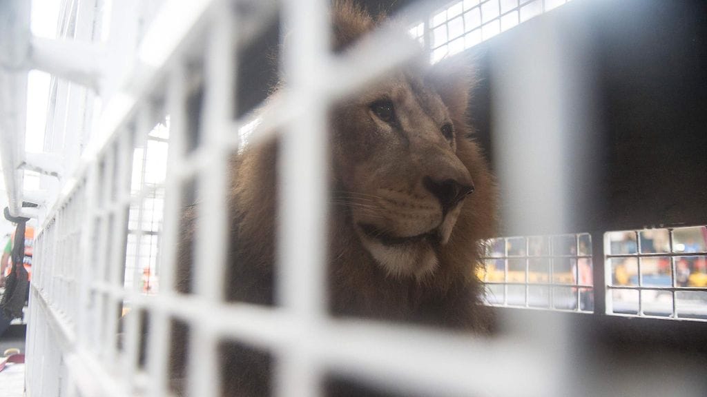 Pelastettujen leijonien määränpää on suurten kissaeläinten yksityinen suojelualue Emoyassa.