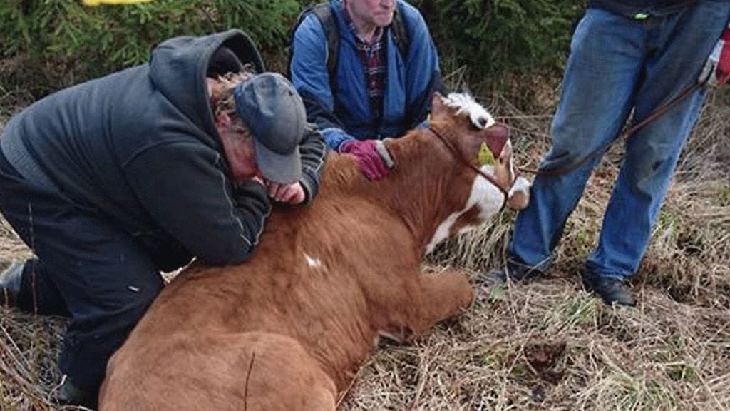 Osa vauhkoontuneista naudoista on saatu kiinni. Yhdeksän eläintä on kuitenkin vielä teillä tietymättömillä.