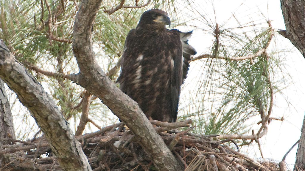 Kotkaemon poikasilleen syötäväksi tuoma kissa sai aikaan melkoisen hädän kissanomistajien joukossa Pittsburghin lähistöllä. Kuvituskuva.