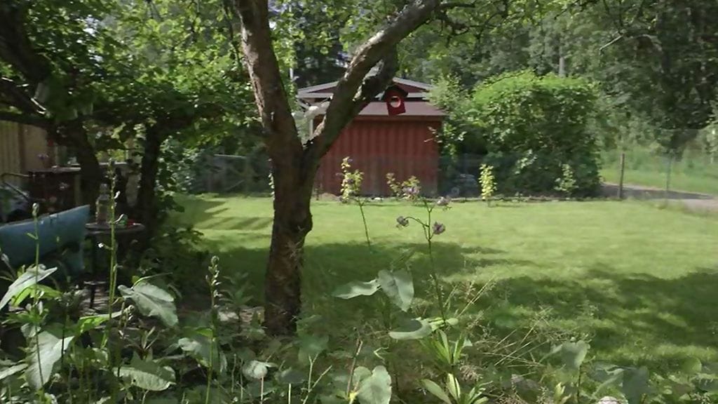 Paula Vesalan siirtolapuutarhamökki