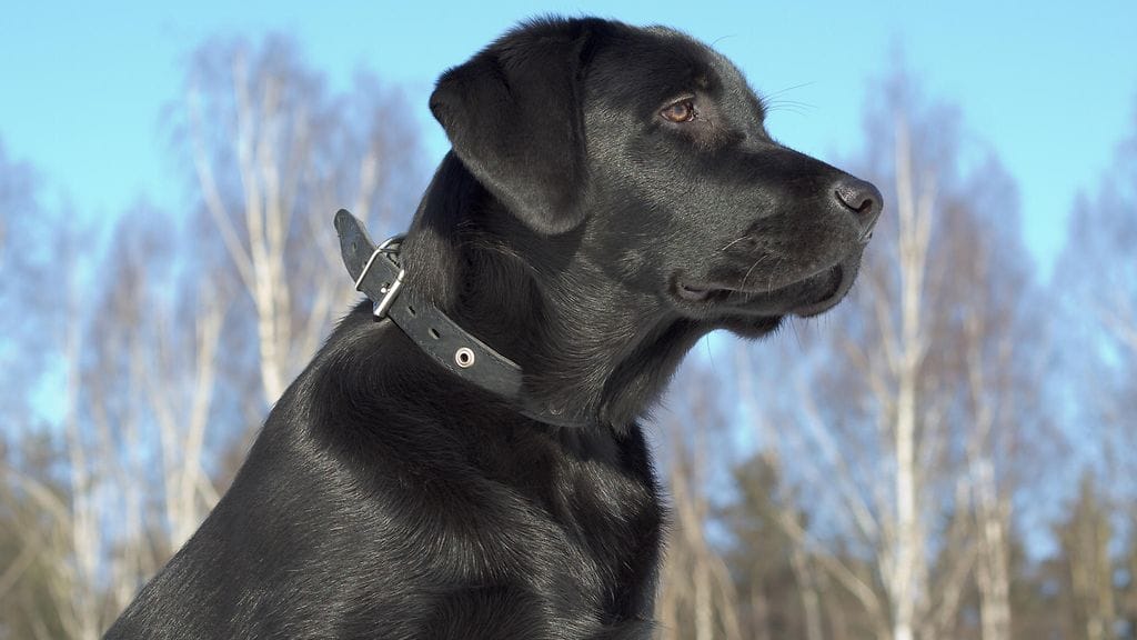 Kaksivuotias labradorinnoutaja löysi metsästä miehen, jota kukaan muu ei ollut löytänyt.