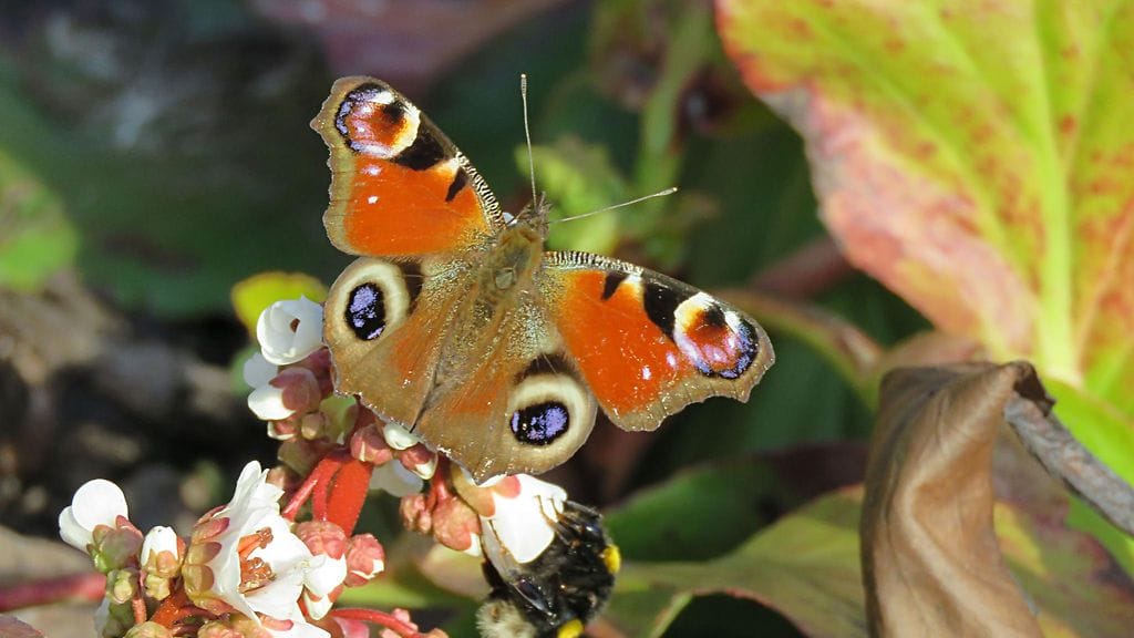 Tänään on ylletty 20 asteen lukemaan ensimmäistä kertaa tänä vuonna. Kuva: Kalevi Elmala