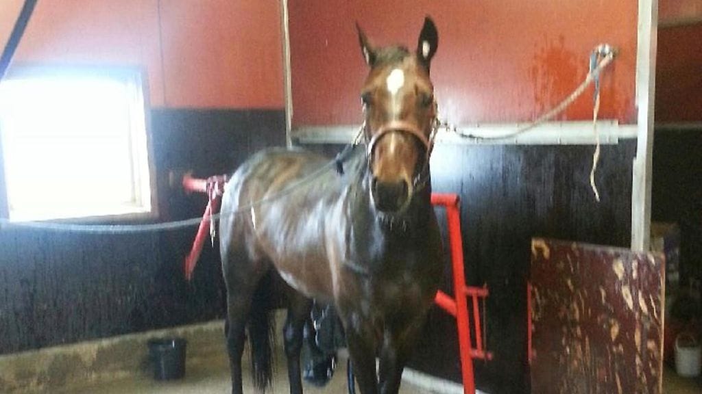 I Won't Dance uudella kotitallillaan.