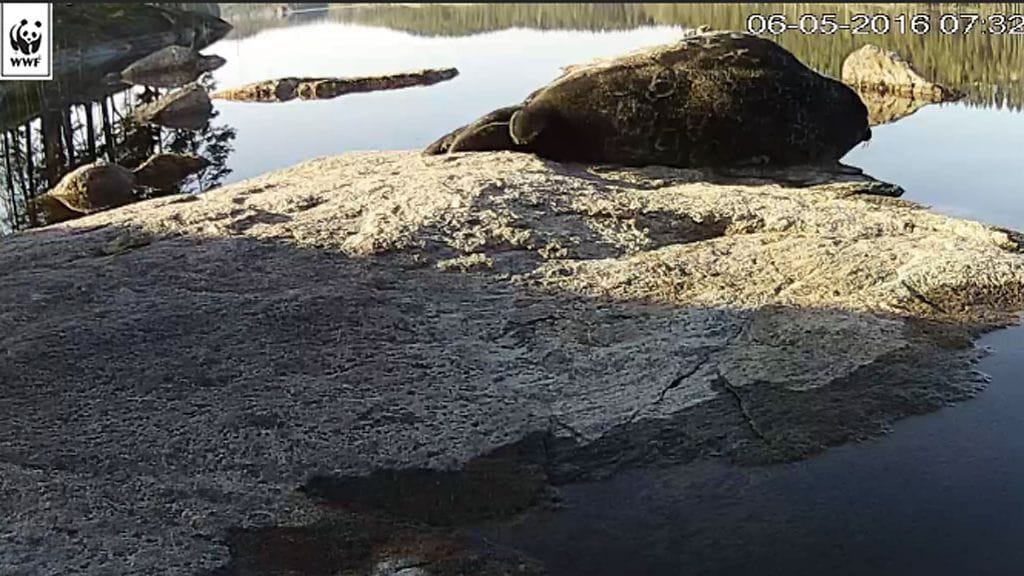 WWF:n Norppalive-kamerasta otettu kuvakaappaus 6.5.2016. Norppa, tuo kivennäköinen kalliolla loikoileva möntti, paistattelemassa päivää aamuauringossa.