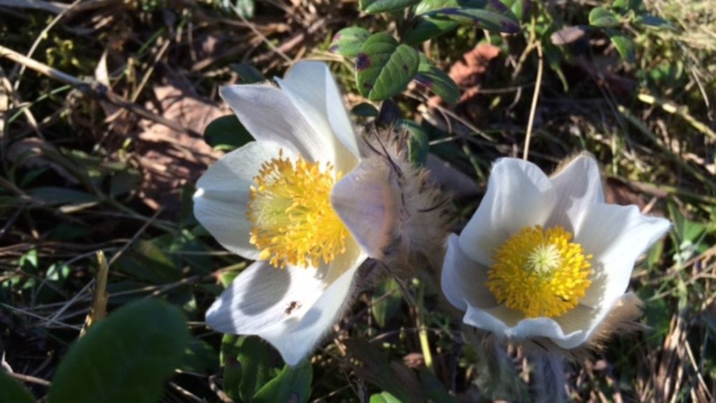 Luontoa kauneimmillaan Nastolassa