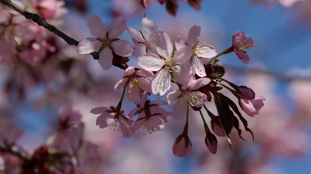 Liittenä on kuva Helsingistä 5.5.16. Kuva otettu Sonera stadionin vierestä. Kirsikkapuu kukkii