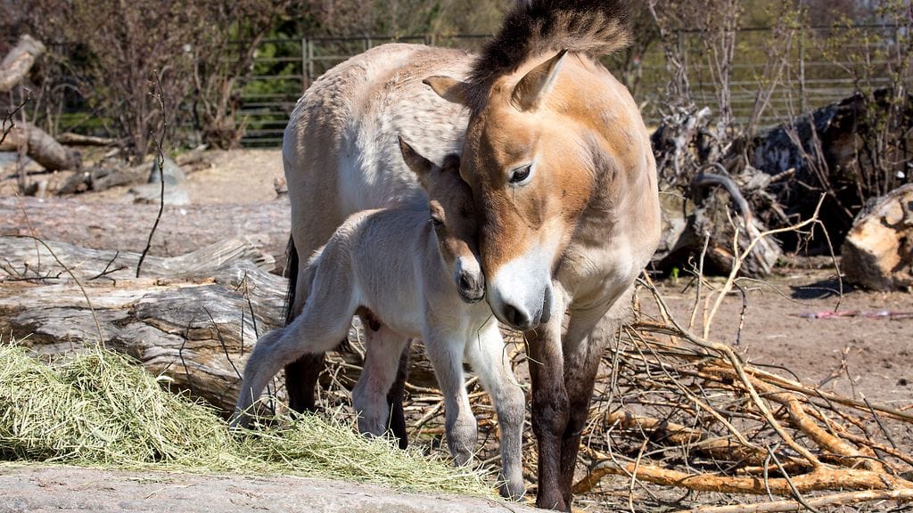 26751411712_28a8aa1c6f_k Korkeasaari Hevosvarsa
