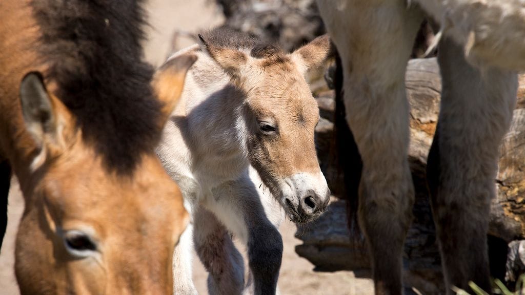 26751409942_336aadc9bf_k Korkeasaari Hevosvarsa