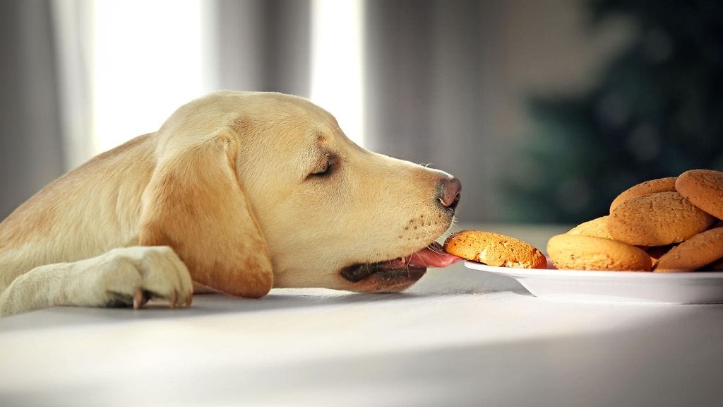 Labradorinnoutajilta on löydetty geeni, joka saa kyseisen koirarodun himoitsemaan ruokaa muita enemmän.