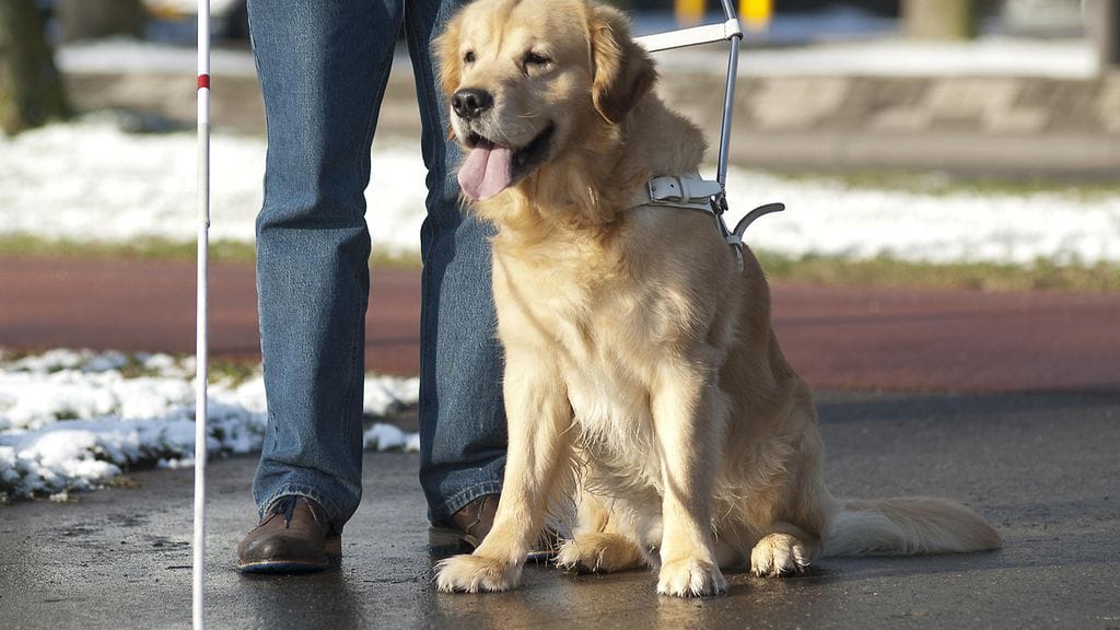 avustajakoira