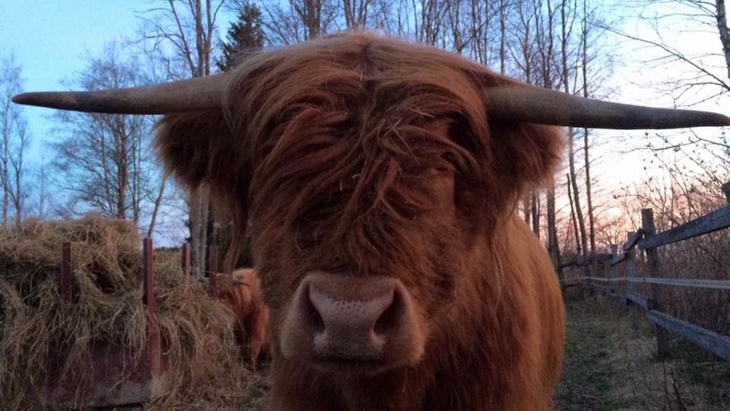 Härkä Frans on kerännyt tovereineen laajan seuraajajoukon Facebookissa.