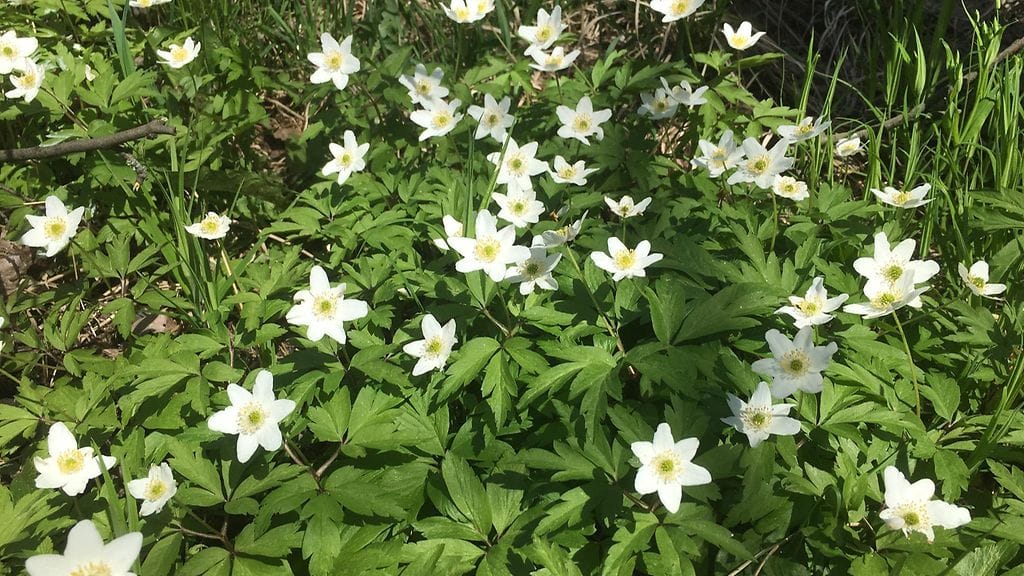 kevät, valkovuokot, valkovuokko